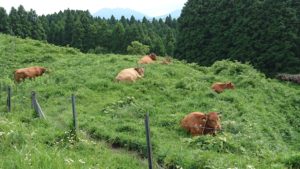 熊本県 阿蘇 赤牛 あか毛和牛 放牧