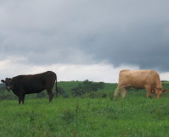 熊本県あか毛和牛