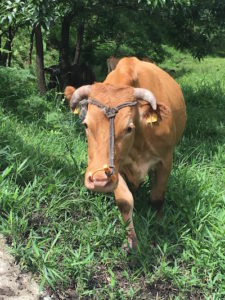 熊本県 阿蘇 赤牛 あか毛和牛 放牧