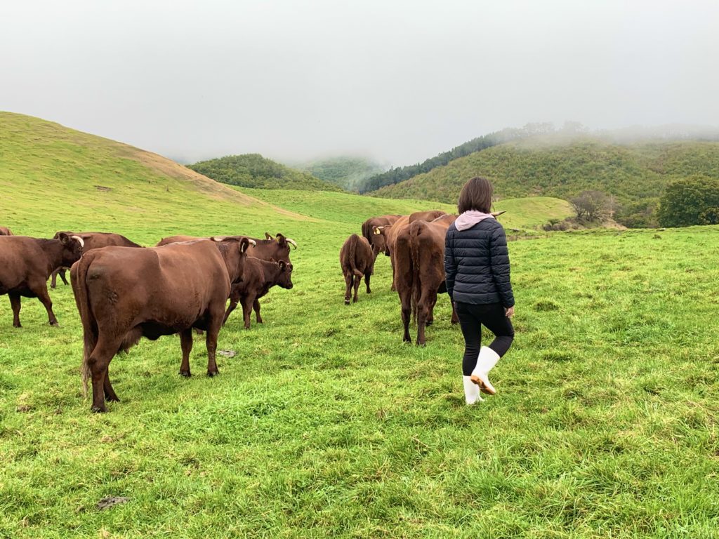 【現地リポート】短角牛の放牧風景を見学