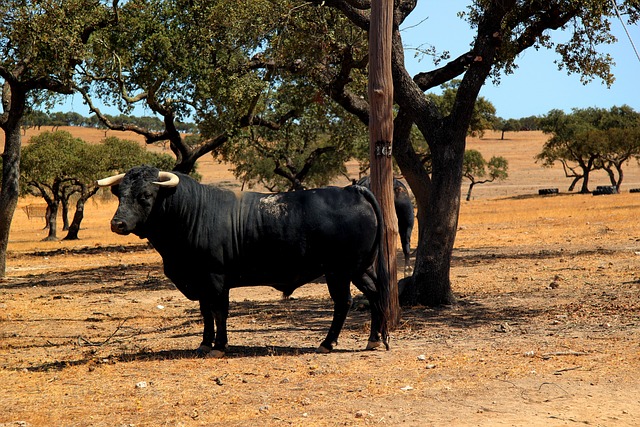 【闘牛】スペインと日本の違いとは？全国で活躍する和牛の最強軍団
